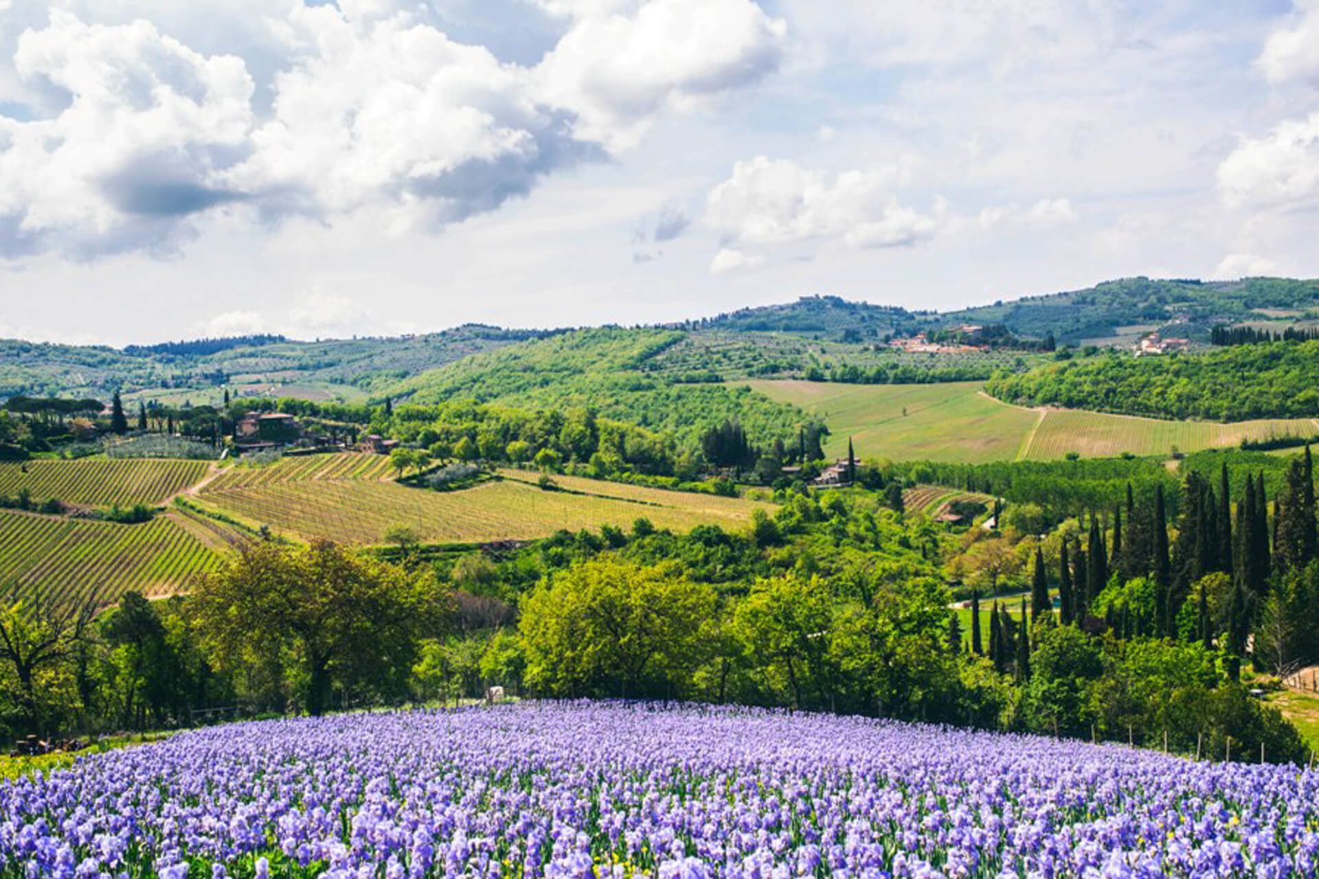 Chianti Gallo Nero Hiking Experience Iris Fields